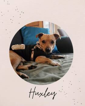 HUXLEY -  Chihuahua Dog for Adoption in Coquitlam, British Columbia - HUXLEY | PetCurious