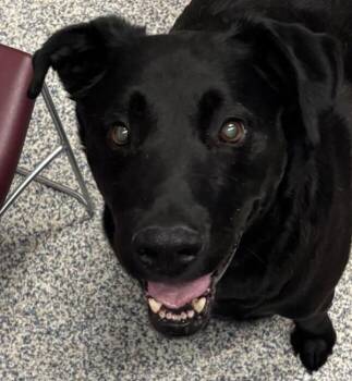 Labrador Retriever Dogs Available for Adoption in Golden, Colorado - Petey | PetCurious