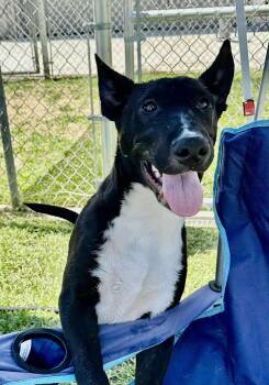 Rescue Labrador Retriever Dogs for Adoption in Las Vegas, Nevada - Pebble | PetCurious