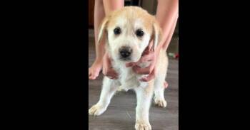 Snowflake Crew: Scout (Butters) -  Labrador Retriever Dog for Adoption in Dallas, Texas - Snowflake Crew: Scout (Butters) | PetCurious