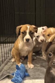 Rescue Chihuahua Dogs for Adoption in Los Angeles, California - Tuxy | PetCurious