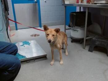 LYSANDER -  Australian Kelpie and Mixed Breed Dog for Adoption in Albuquerque, New Mexico - LYSANDER | PetCurious