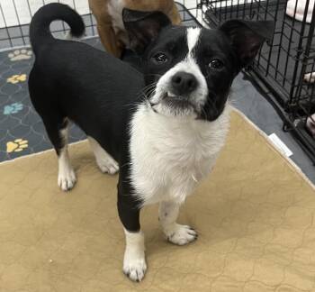 Chihuahua Dogs Available for Adoption in Elkhorn, Wisconsin - Pepe | PetCurious