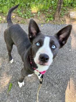 Jelly -  Mixed Breed Dog for Adoption in West Chester, Pennsylvania - Jelly | PetCurious