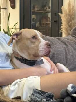 Mixed Breed Dogs Available for Adoption in Chamblee, Georgia - Shonda | PetCurious