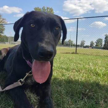 Sugar -  Labrador Retriever and Mixed Breed Dog for Adoption in Cabot, Arkansas - Sugar | PetCurious