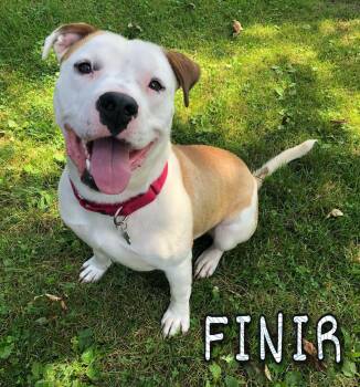 Finir -  Pit Bull Terrier Dog for Adoption in Merrillville, Indiana - Finir | PetCurious