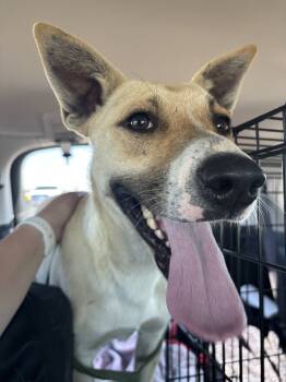 Rescue German Shepherd Dog and Labrador Retriever Dogs for Adoption in Discovery Bay, California - Goldie (Daffodil) | PetCurious