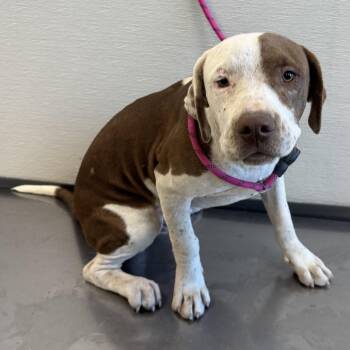 110725 -  Mixed Breed Dog for Adoption in Las Cruces, New Mexico - 110725 | PetCurious