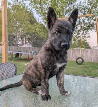 Dutch Shepherd and Shepherd Dogs Available for Adoption - Hyacinth | PetCurious