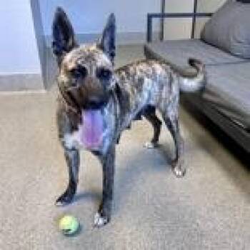 Mixed Breed Dogs Available for Adoption in Lansing, Michigan - Mabel  | PetCurious