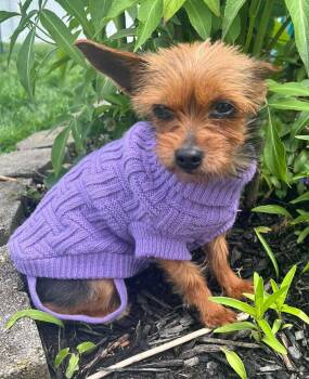 Yorkshire Terrier Dogs Available for Adoption in North Olmsted, Ohio - Peanut | PetCurious