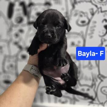 Bayla -  Labrador Retriever and Mixed Breed Dog for Adoption in Griswold, Connecticut - Bayla | PetCurious