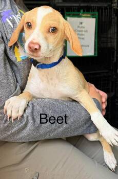 Chihuahua Dogs Available for Adoption in New Baltimore, Michigan - Beet | PetCurious