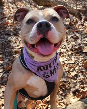 Pit Bull Terrier Dogs Available for Adoption - FIJI | PetCurious