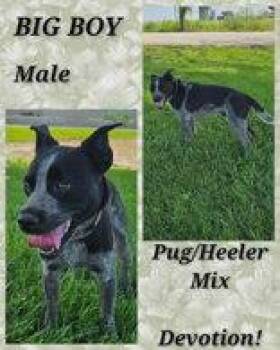 Big Boy -  Pug and Australian Cattle Dog Blue Heeler Dog for Adoption in Newport, Kentucky - Big Boy | PetCurious