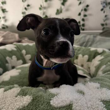 Zero 53587 -  Pit Bull Terrier Dog for Adoption in Las Vegas, Nevada - Zero 53587 | PetCurious