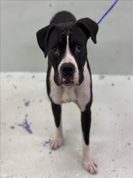 Rescue Boxer and Mixed Breed Dogs for Adoption in Houston, Texas - FINNEGAN | PetCurious