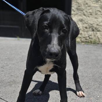 Jerry -  Black Labrador Retriever and Mixed Breed Dog for Adoption in Fairfax, Virginia - Jerry | PetCurious