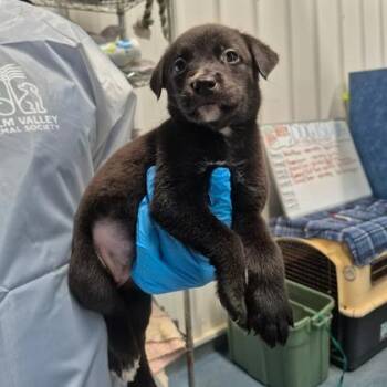 Dreamfyre -  Labrador Retriever and Mixed Breed Dog for Adoption in Morton Grove, Illinois - Dreamfyre | PetCurious