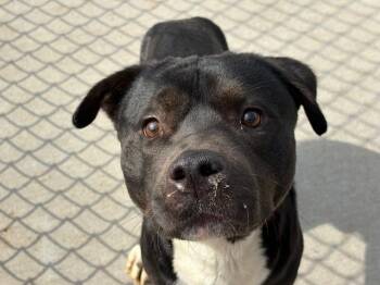 Labrador Retriever and Mixed Breed Dogs Available for Adoption in Tulsa, Oklahoma - LYLE | PetCurious