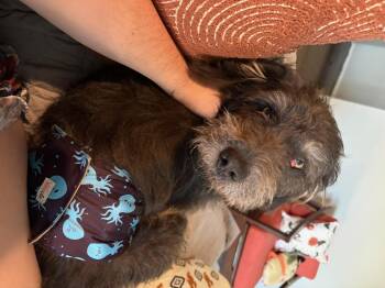 Waylon -  Schnauzer and Poodle Dog for Adoption in Garland, Texas - Waylon | PetCurious