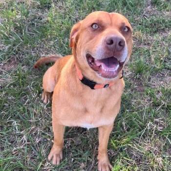 Rescue Labrador Retriever Dogs for Adoption in Blairsville, Georgia - Fred | PetCurious