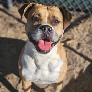 Mixed Breed Dogs Available for Adoption in Sarasota, Florida - Winnie | PetCurious