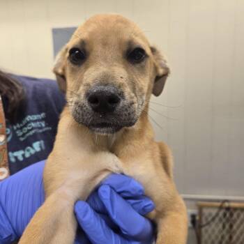 Salem -  Wirehaired Terrier and Black Mouth Cur Dog for Adoption in Lake Panasoffkee, Florida - Salem | PetCurious