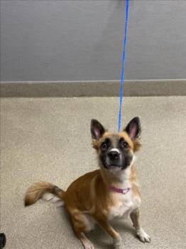 PRETTY -  Akita and Mixed Breed Dog for Adoption in Las Vegas, Nevada - PRETTY | PetCurious