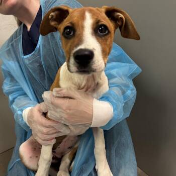 Daisy -  Mixed Breed Dog for Adoption in Charleston, West Virginia - Daisy | PetCurious
