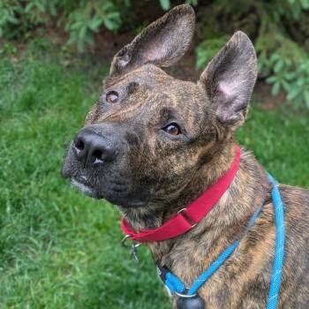 Rescue Mountain Cur Dogs for Adoption in Oak Park, Illinois - Spencer | PetCurious
