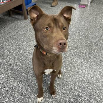 Mixed Breed Dogs Available for Adoption - NYCC-Stray-177 | PetCurious