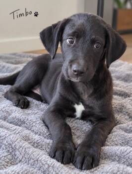 Timbo -  Retriever Dog for Adoption in Pawleys Island, South Carolina - Timbo | PetCurious