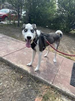 Rescue Siberian Husky Dogs for Adoption in San Antonio, Texas - ONYX | PetCurious