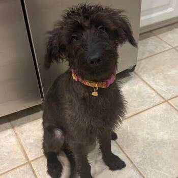 Drisco -  Terrier and Poodle Dog for Adoption in Cincinnati, Ohio - Drisco | PetCurious