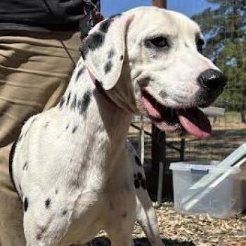 Dillon -  Dalmatian Dog for Adoption in Sonoma, California - Dillon | PetCurious