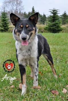 Rescue Australian Cattle Dog Blue Heeler and Australian Shepherd Dogs for Adoption in Joliet, Illinois - Arya | PetCurious