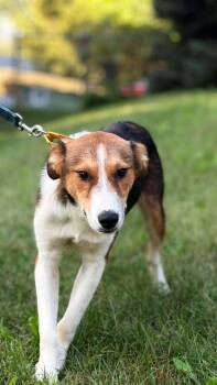 Boone and Blossom - fostered in Omaha -  Beagle and Collie Dog for Adoption in Overland Park, Kansas - Boone And Blossom - Fostered In Omaha | PetCurious