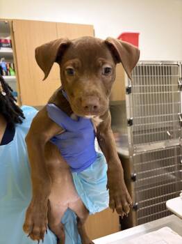 Hazel -  Mixed Breed Dog for Adoption in Raleigh, North Carolina - Hazel | PetCurious