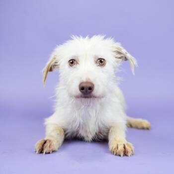 Roxanne -  Terrier Dog for Adoption in Portland, Oregon - Roxanne | PetCurious