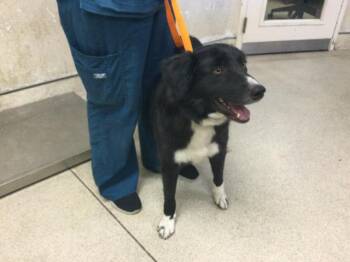 WAYLON -  Border Collie Dog for Adoption in Riverside, California - WAYLON | PetCurious