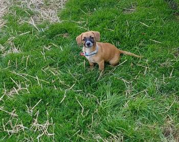 Mixed Breed Dogs Available for Adoption in Conesus, New York - Katniss | PetCurious