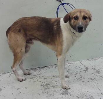 German Shepherd Dog and Mixed Breed Dogs Available for Adoption in Houston, Texas - BARLEY | PetCurious