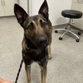 Ronin -  Belgian Shepherd Malinois and Shepherd Dog for Adoption in Matteson, Illinois - Ronin | PetCurious