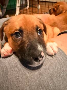 Popper -  Dachshund and Golden Retriever Dog for Adoption in Roxboro, North Carolina - Popper | PetCurious