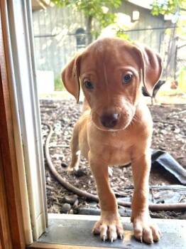 Helium -  Mixed Breed Dog for Adoption in Hobart, Indiana - Helium | PetCurious