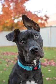 Rescue Pit Bull Terrier Dogs for Adoption in Eagle, Idaho - Rocco | PetCurious