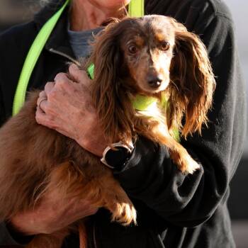 Dachshund Dogs Available for Adoption in Peyton, Colorado - Julie Ann (MY26-95) | PetCurious