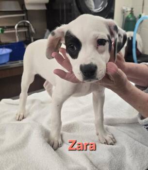 Australian Cattle Dog Blue Heeler Dogs Available for Adoption in Fullerton, Pennsylvania - Zara | PetCurious